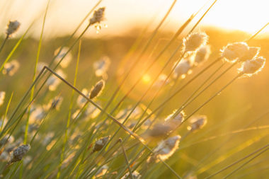 2023 IGC | International Grassland Congress