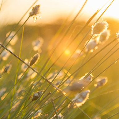 2023 IGC | International Grassland Congress