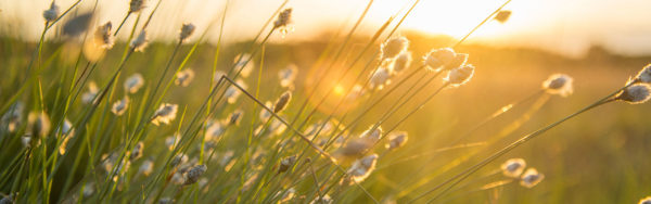 2023 IGC | International Grassland Congress