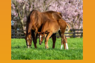 2023 IGC | International Grassland Congress