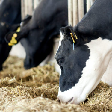 Concurso mejor forraje