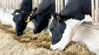 Concurso mejor forraje