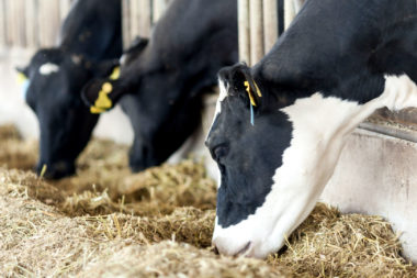 Concurso mejor forraje