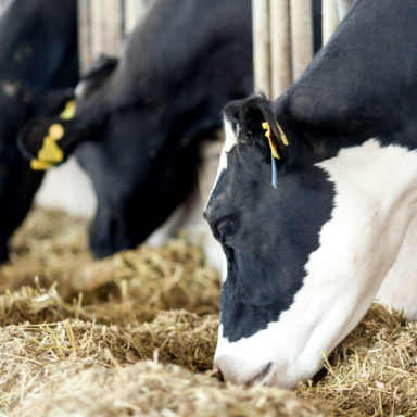 Concurso mejor forraje