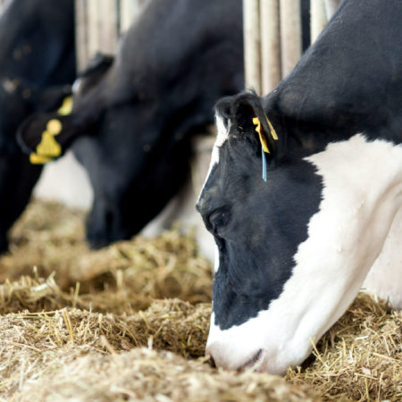 Concurso mejor forraje