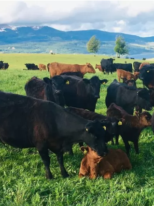 Congreso SOCHIPA abordará la producción animal y las estrategias frente a los nuevos desafíos mundiales
