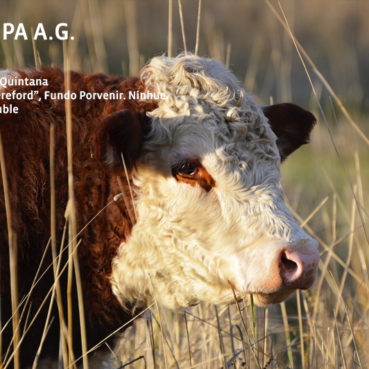 3er Lugar, Matías Vega Quintana, "Estampa Hereford"