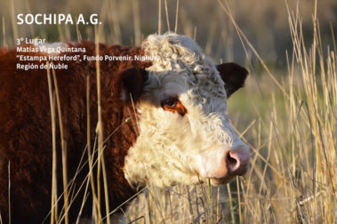 3er Lugar, Matías Vega Quintana, "Estampa Hereford"