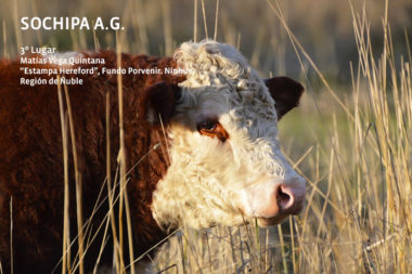 3er Lugar, Matías Vega Quintana, "Estampa Hereford"