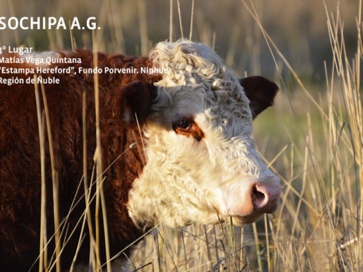 3er Lugar, Matías Vega Quintana, "Estampa Hereford"