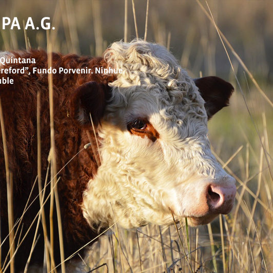 3er Lugar, Matías Vega Quintana, "Estampa Hereford"